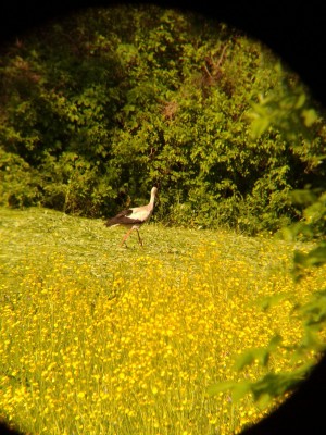 Первое впечатление от Arsenal 15x70 и Arsenal 20x80 19 Июль 2015 21:32 третье Первое впечатление от Arsenal 15x70 и Arsenal 20x80 19 Июль 2015 21:32 третье