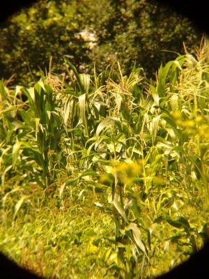 Первое впечатление от Arsenal 15x70 и Arsenal 20x80 19 Июль 2015 21:32 первое Первое впечатление от Arsenal 15x70 и Arsenal 20x80 19 Июль 2015 21:32 первое