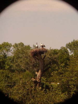 Продам Arsenal 15x70 Porro Чёрный 23 Июль 2015 00:14 второе Продам Arsenal 15x70 Porro Чёрный 23 Июль 2015 00:14 второе