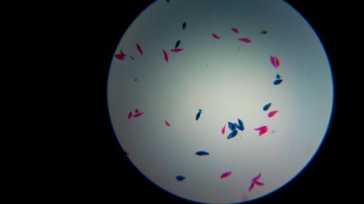 апгрейд ОГМЭ П3 11 Апрель 2016 12:03 первое апгрейд ОГМЭ П3 11 Апрель 2016 12:03 первое