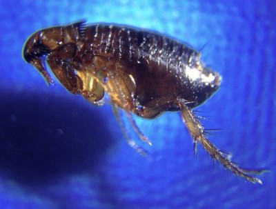 Продам карманный микроскоп 60-100крат 06 Август 2016 09:25 третье Продам карманный микроскоп 60-100крат 06 Август 2016 09:25 третье