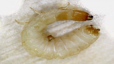 Продам карманный микроскоп 60-100крат 06 Август 2016 09:25 второе Продам карманный микроскоп 60-100крат 06 Август 2016 09:25 второе