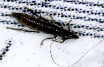 Продам карманный микроскоп 60-100крат 06 Август 2016 09:25 первое Продам карманный микроскоп 60-100крат 06 Август 2016 09:25 первое