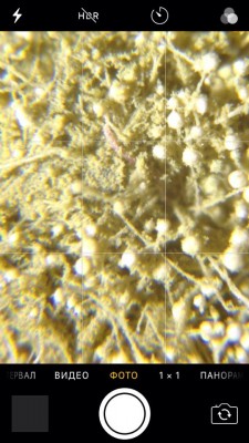 Карманный микроскоп с прищепкой для телефона 03 Январь 2017 15:36 пятое