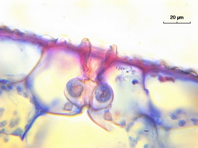 Наши микроскопы (фото и описание). 01 Март 2017 16:40 третье Наши микроскопы (фото и описание). 01 Март 2017 16:40 третье